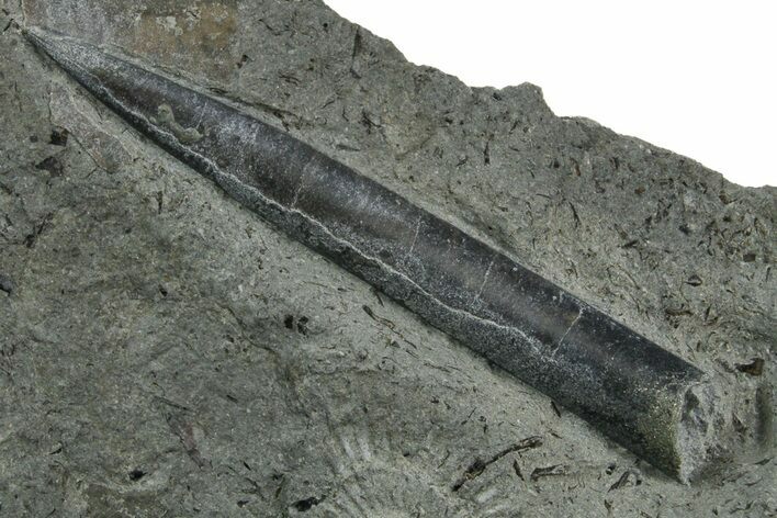Fossil Belemnite (Youngibelus) Rostrum - Germany #354203